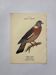 Botanical engraving birds double sided naturalist board Etching