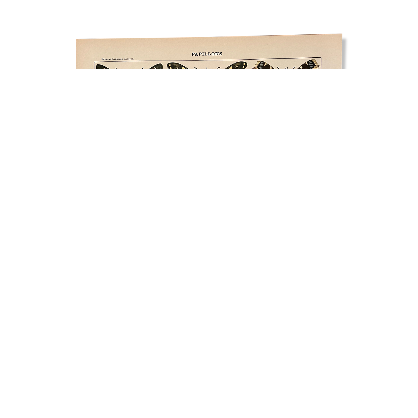 Lithograph engraving butterflies of 1897