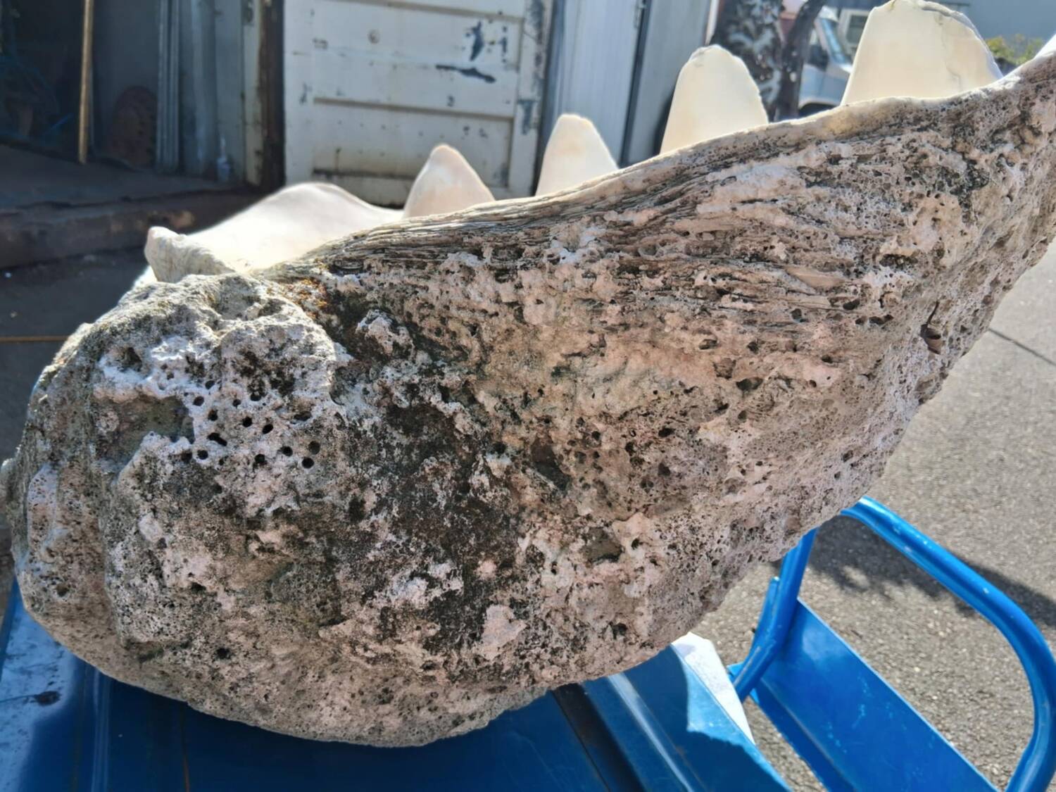 Tridacna shell (86 cm) – on base – rare and decorative