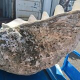 Tridacna shell (86 cm) – on base – rare and decorative