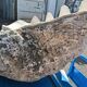 Tridacna shell (86 cm) – on base – rare and decorative