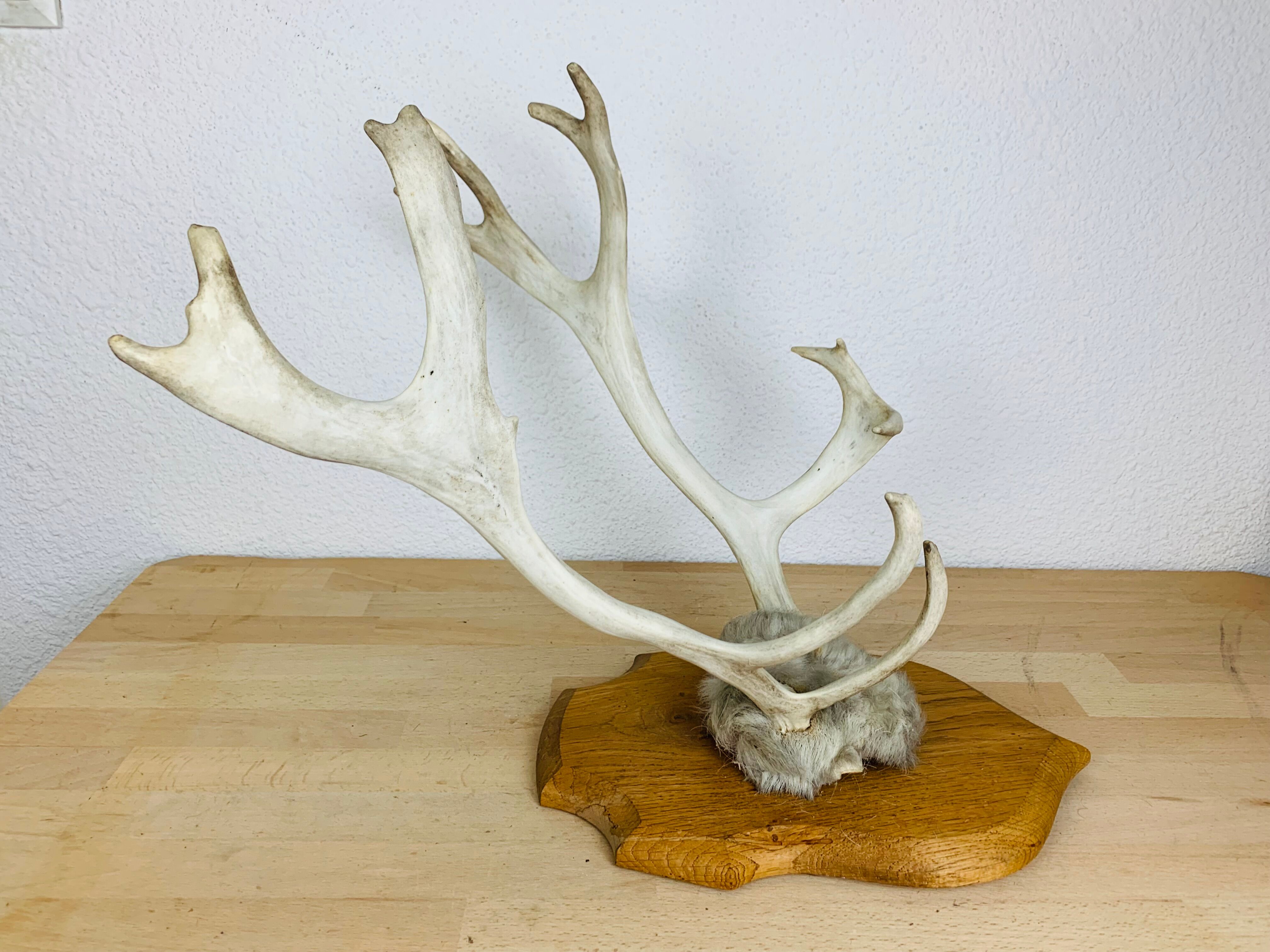 Reindeer trophy on wooden crest