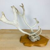 Reindeer trophy on wooden crest