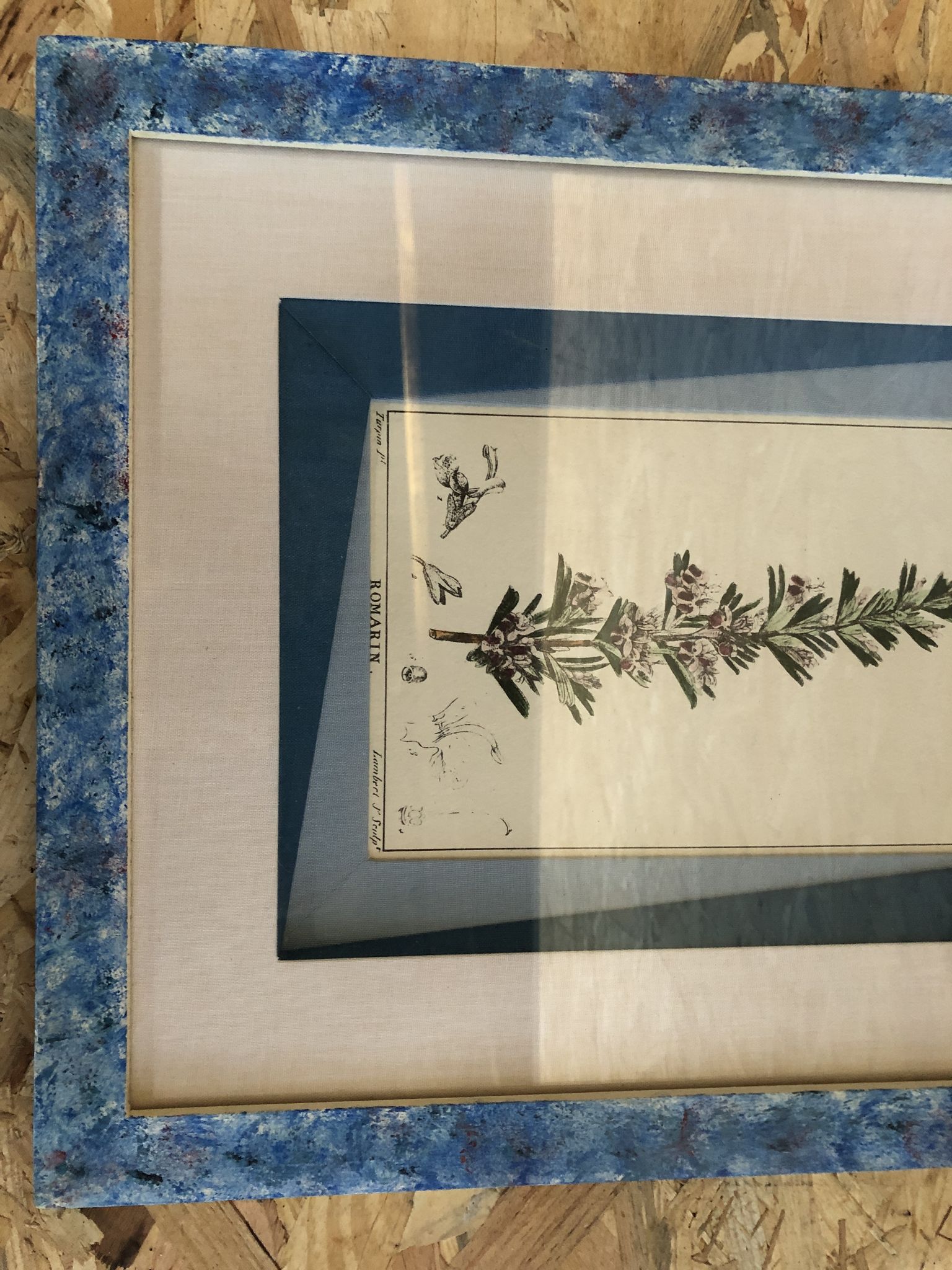 Old botanical board romarin