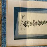 Old botanical board romarin