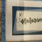 Old botanical board romarin