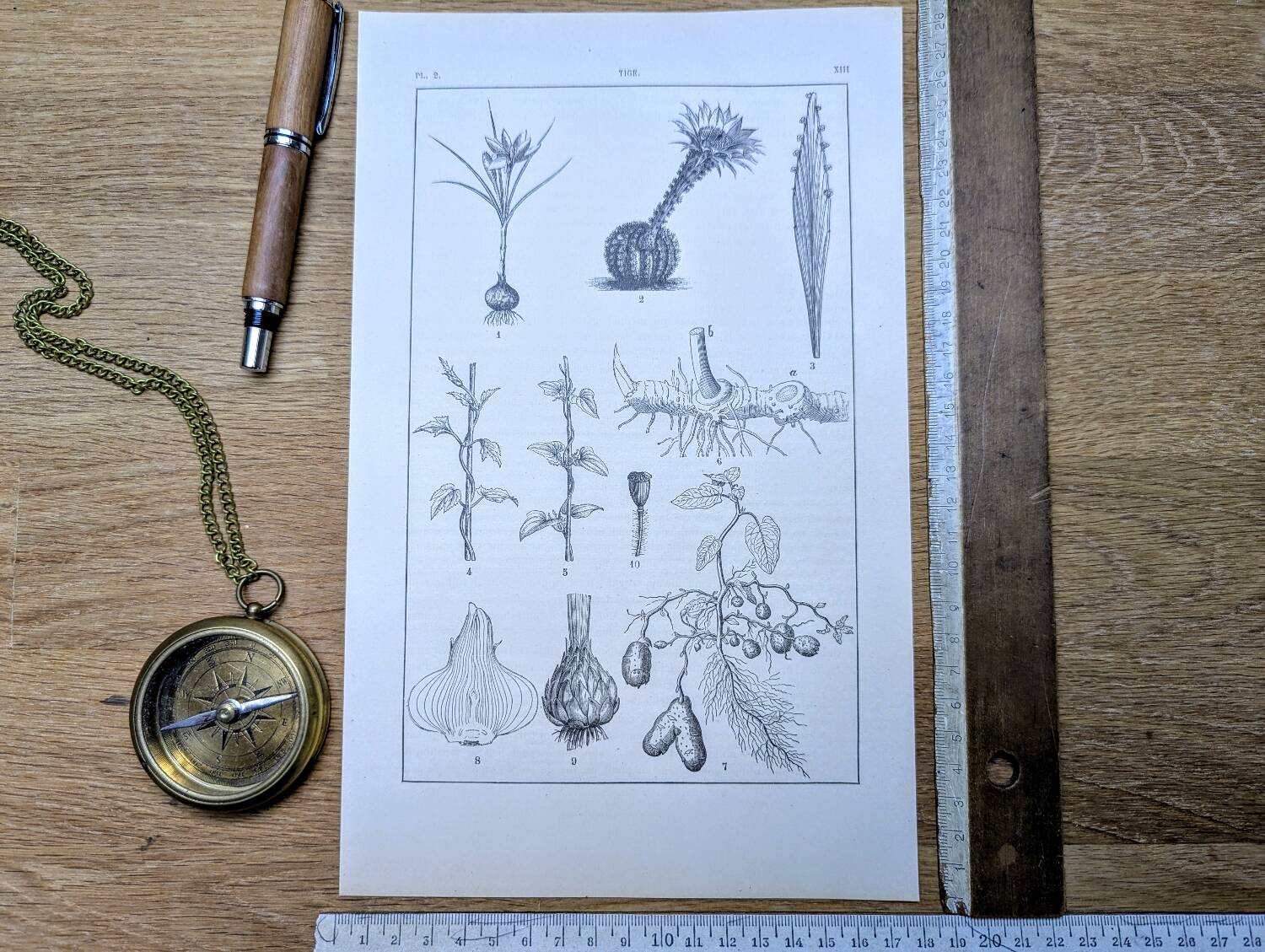 Vintage botanical plate printed in 1889, the stems.