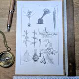 Planche botanique imprimée en 1889, les tiges