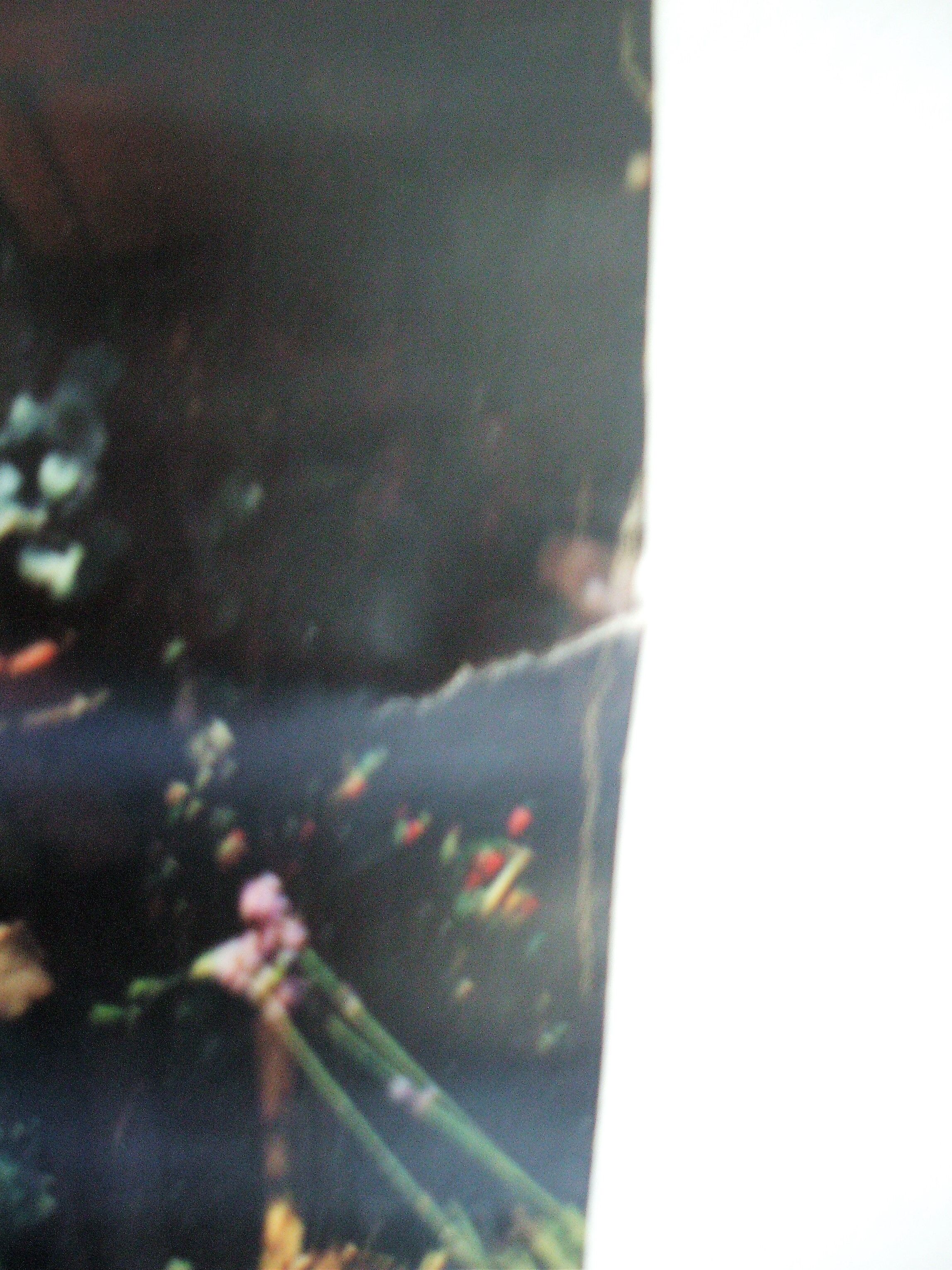 Displays the Paris flower market