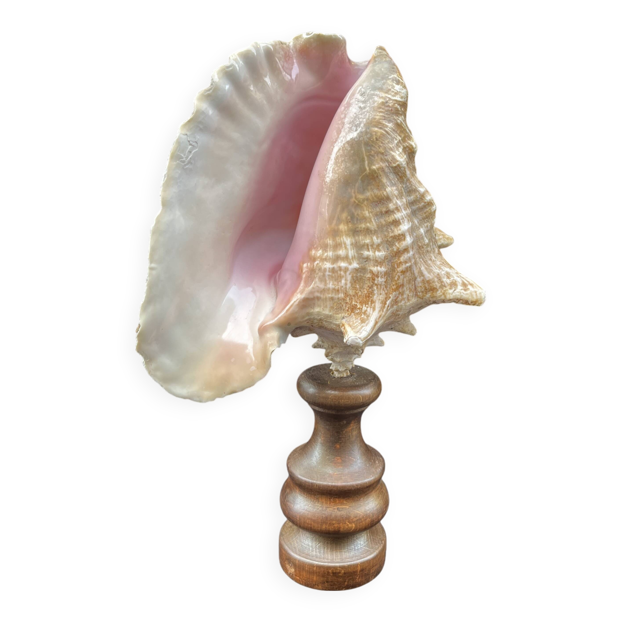 XXL Antique large conch shell on wooden base cabinet of curiosities