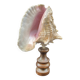XXL Antique large conch shell on wooden base cabinet of curiosities