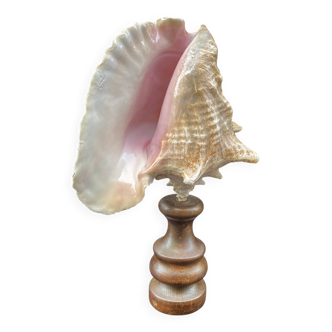 XXL Antique large conch shell on wooden base cabinet of curiosities