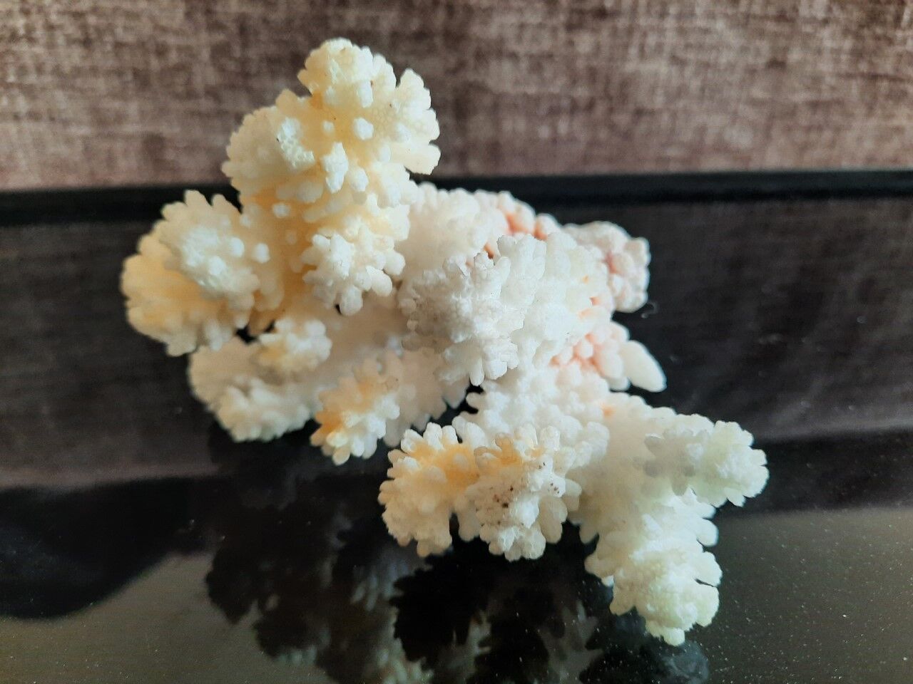 Ancient coral