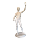 Plaster cast of a flayed figure