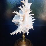 Cabinet of Curiosities 34cm shell on bronze base