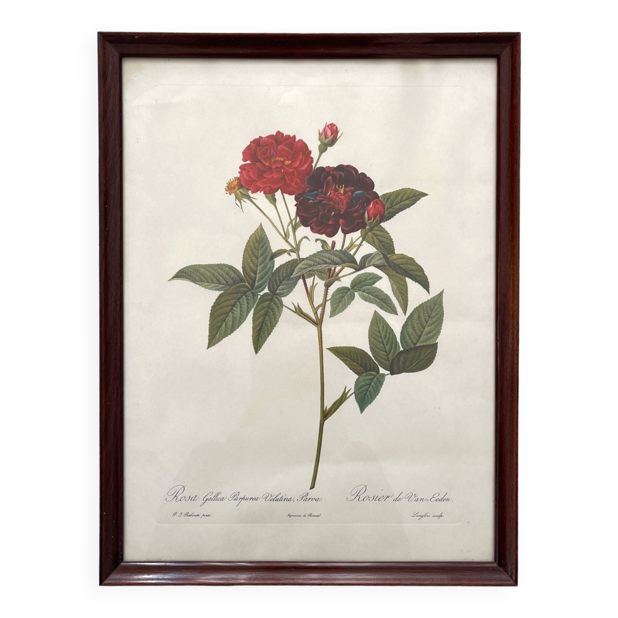 Framed lithograph of roses by Pierre Joseph Redouté, vintage botanical poster