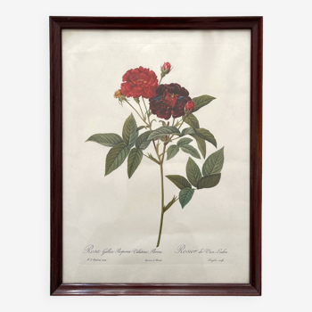 Lithographie encadrée roses Pierre Joseph Redouté, affiche botanique vintage