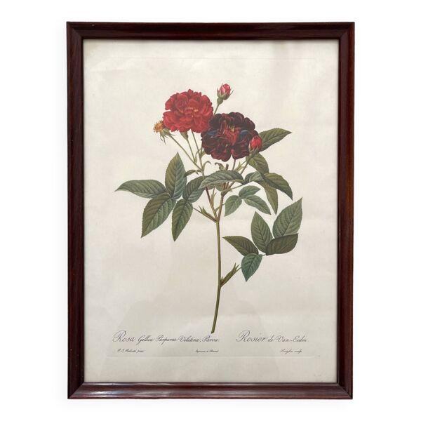 Lithographie encadrée roses Pierre Joseph Redouté, affiche botanique vintage — Beyit