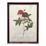 Framed lithograph roses Pierre Joseph Redouté, vintage botanical poster