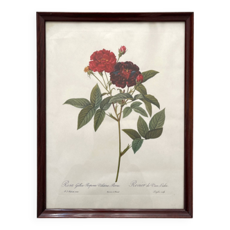 Framed lithograph roses Pierre Joseph Redouté, vintage botanical poster