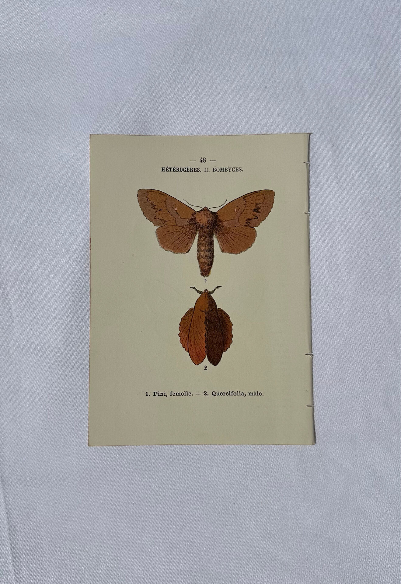Planche Botanique Gravure Papillon naturaliste ancienne 19eme