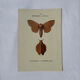 Planche Botanique Gravure Papillon naturaliste ancienne 19eme