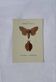 🦋 Botanical Plate Engraving of a Butterfly, 19th Century Naturalist