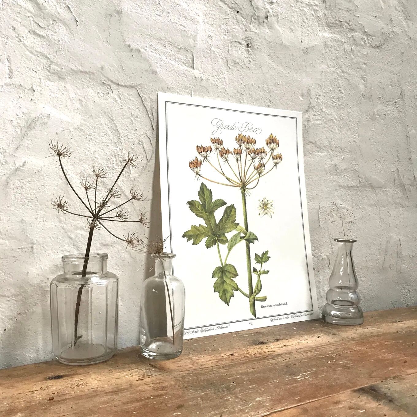 Botanical plate the great Berce