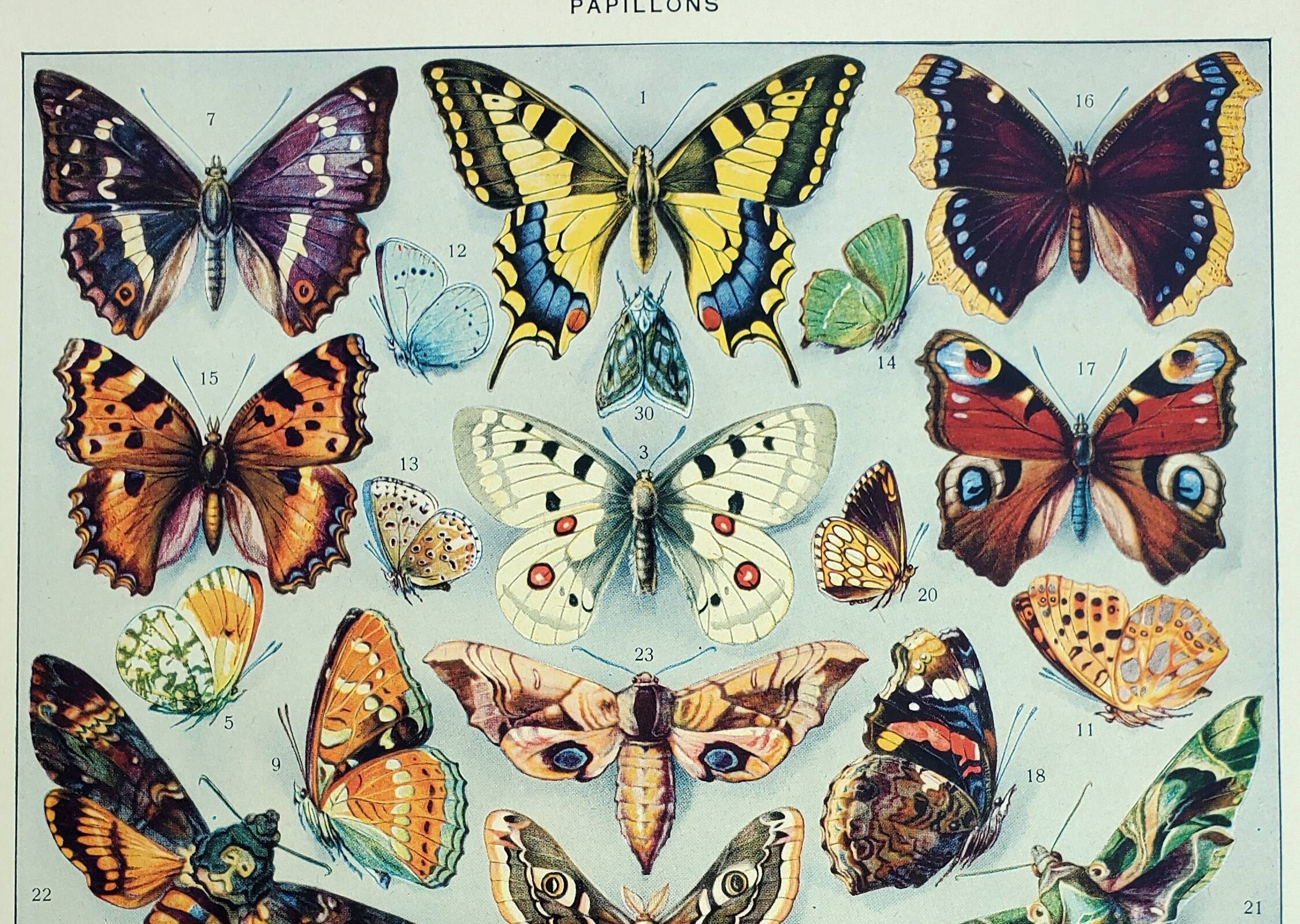 Old engraving 1928, Butterflies of Europe, entomology, insect • Lithograph, Original plate