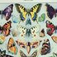 Old engraving 1928, Butterflies of Europe, entomology, insect • Lithograph, Original plate