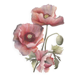 Fine art print 21X30 "The poppies" limited edition