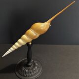 Cabinet of Curiosities shell tibia fusus on base