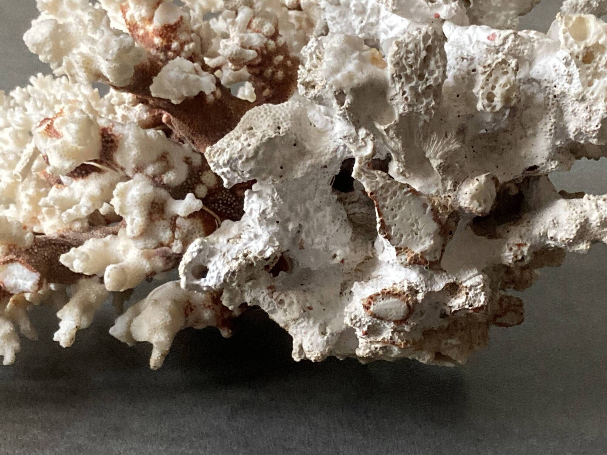 Corail blanc grand modèle 1960 sur bois sculpté