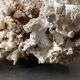 Corail blanc grand modèle 1960 sur bois sculpté