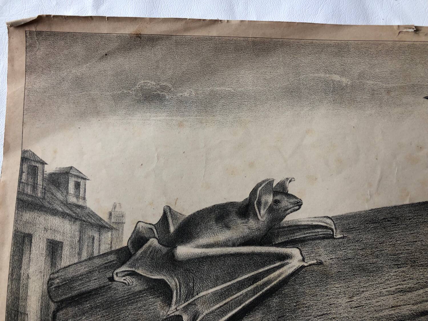 Zoological school poster representing the bat