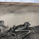 Zoological school poster representing the bat