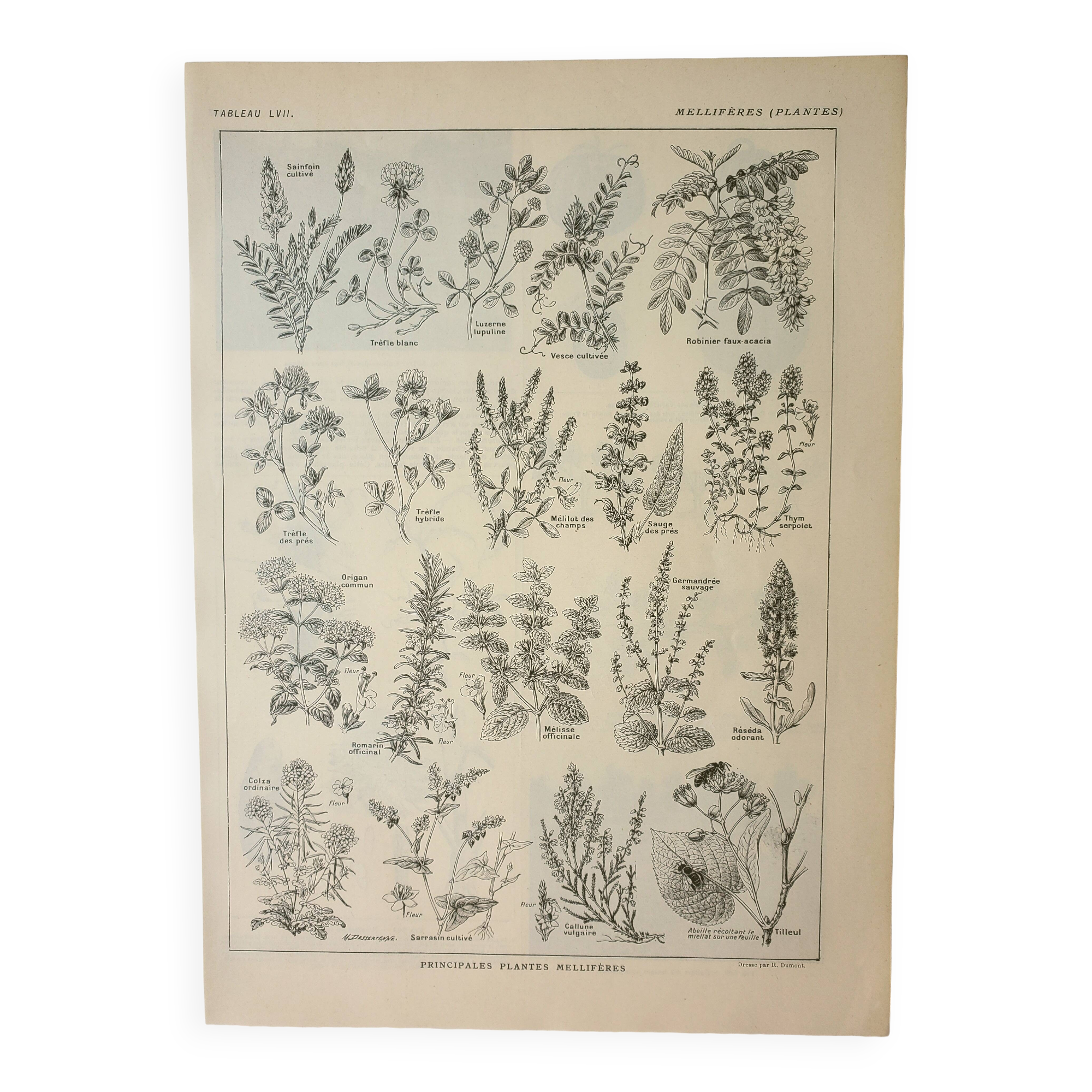 Old engraving 1922, Honey plants, flowers, foraging • Lithograph, original illustration