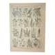 Old engraving 1922, Honey plants, flowers, foraging • Lithograph, original illustration