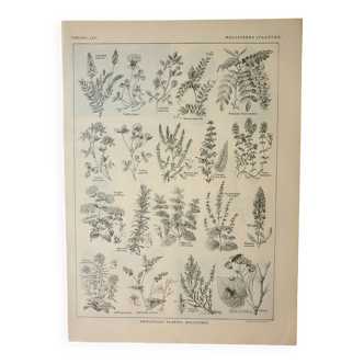 Old engraving 1922, Honey plants, flowers, foraging • Lithograph, original illustration