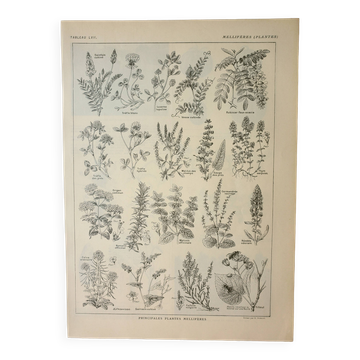 Gravure ancienne 1922, Plantes méllifères, fleurs, butinage • Lithographie, illustration originale