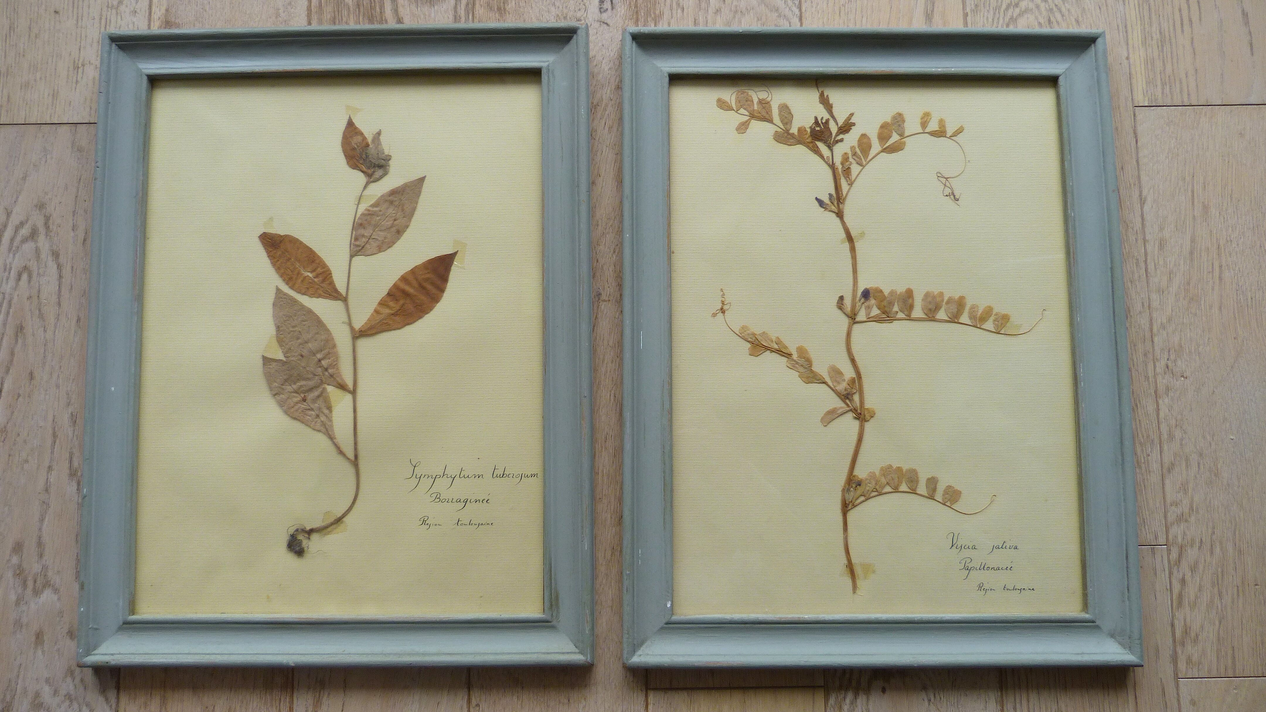4 herbiers anciens encadrés