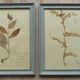 4 herbiers anciens encadrés