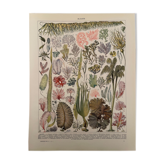 Lithograph engraving algae from 1928