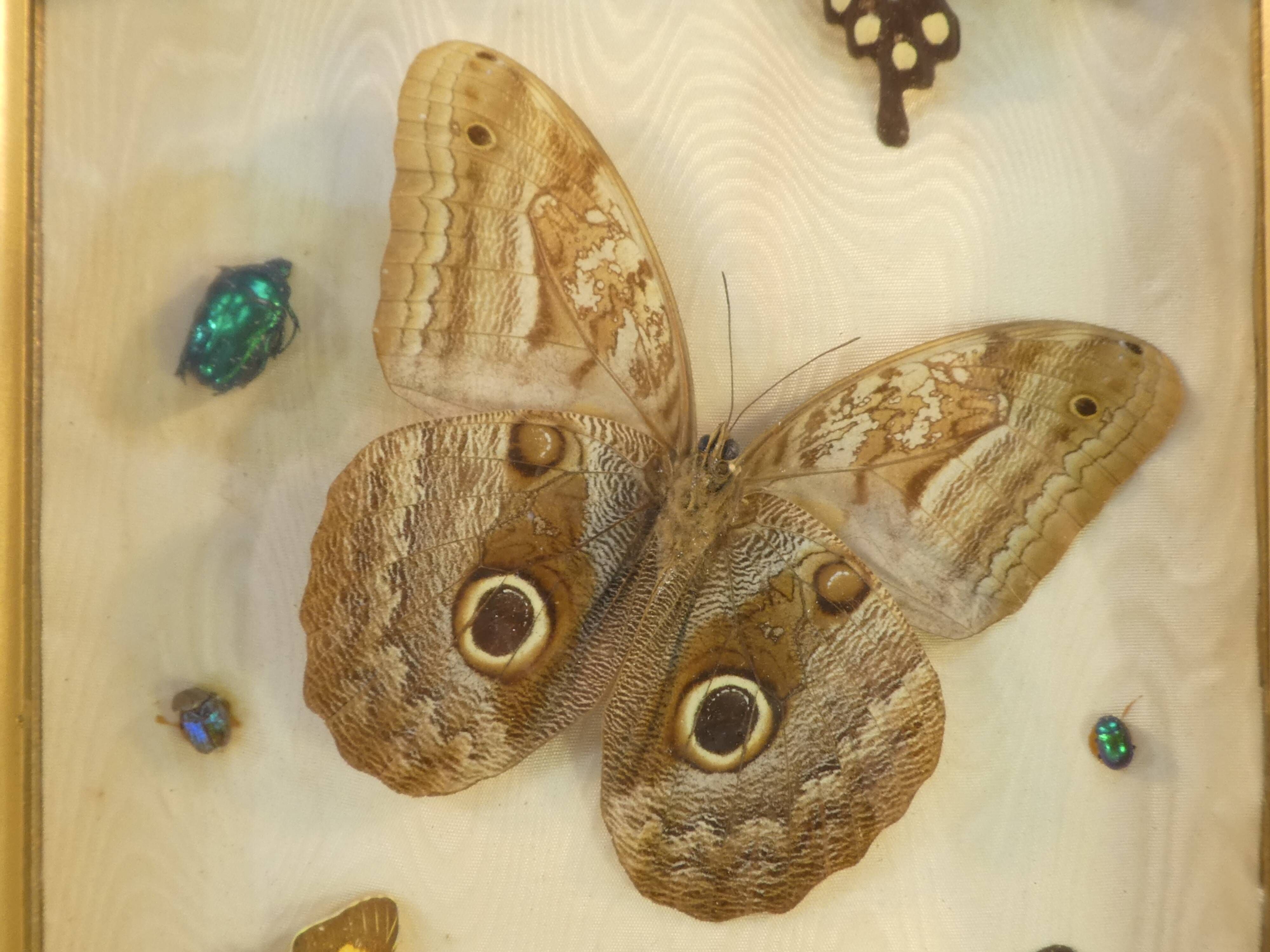 Entomology old taxidermy butterfly frame