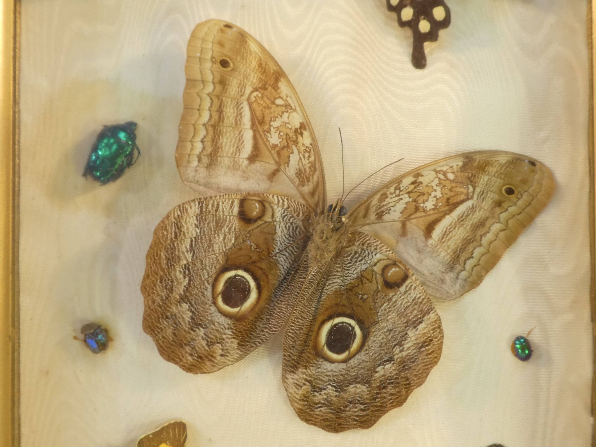 Entomology old taxidermy butterfly frame