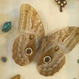 Entomology old taxidermy butterfly frame