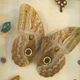 Entomology old taxidermy butterfly frame