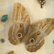Entomology old taxidermy butterfly frame