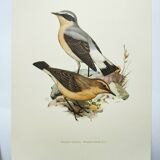 Old bird board from the 1960s - Wheatear - nature and countryside image