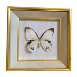 Naturalized butterfly frame, Papilionaceous argeus Borneo.